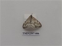 藏品(尺蛾110)的圖片